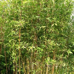 Bamboo Semia. makinoi